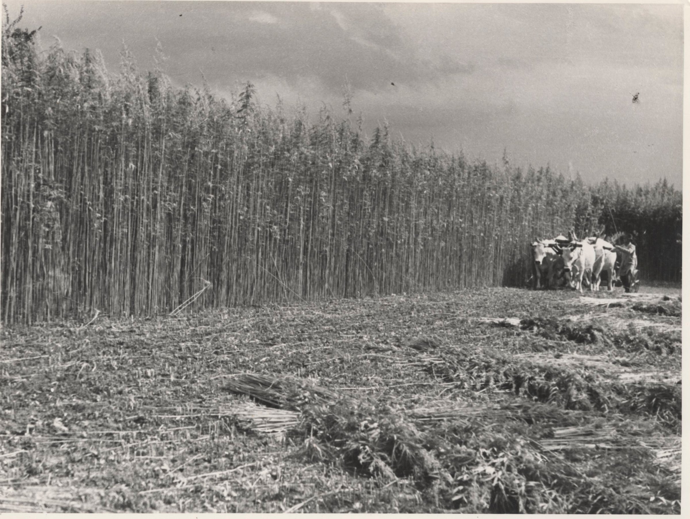 Landrace Varieties