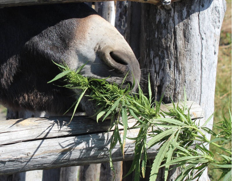 Grain Hemp Varieties