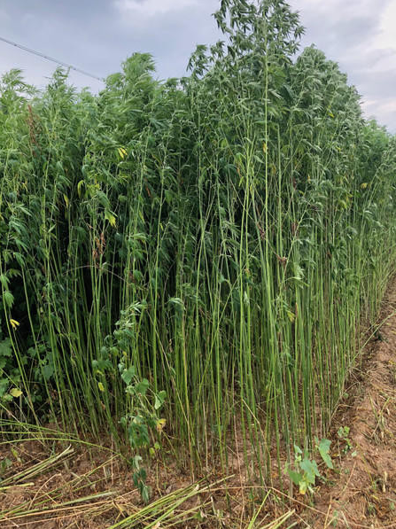 "Yuma" Fiber / Grain Dual-Crop Hemp — Non Feminized Seed Packs