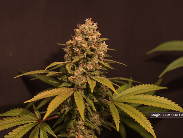 "Magic Bullet" CBD Hemp Strain — Feminized Seed Packs