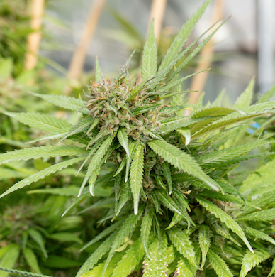 "Formula Won" CBD Hemp Strain — Feminized Seed Packs