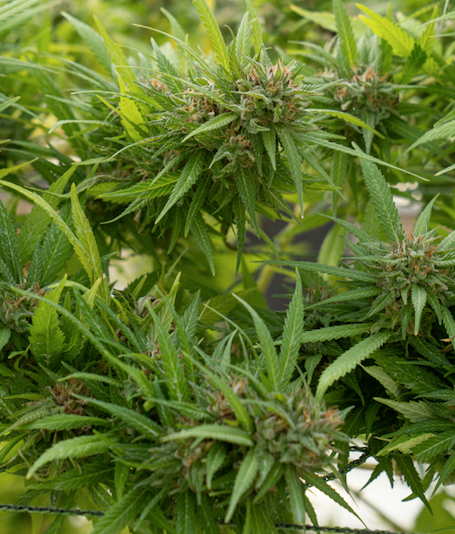 "Formula Won" CBD Hemp Strain — Feminized Seed Packs