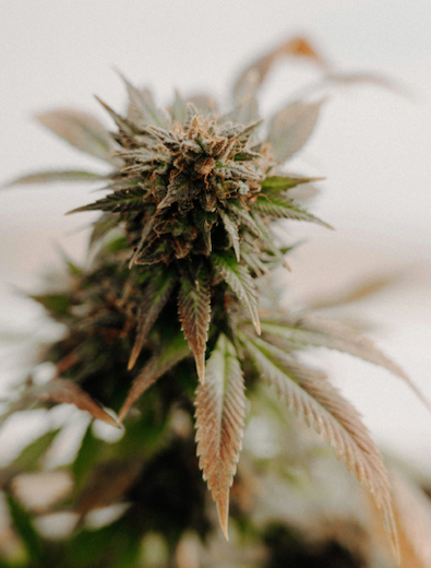 "Formula Won" CBD Hemp Strain — Feminized Seed Packs